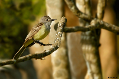 COPETÒN PANAMEÑO (Myiarchus panamensis)